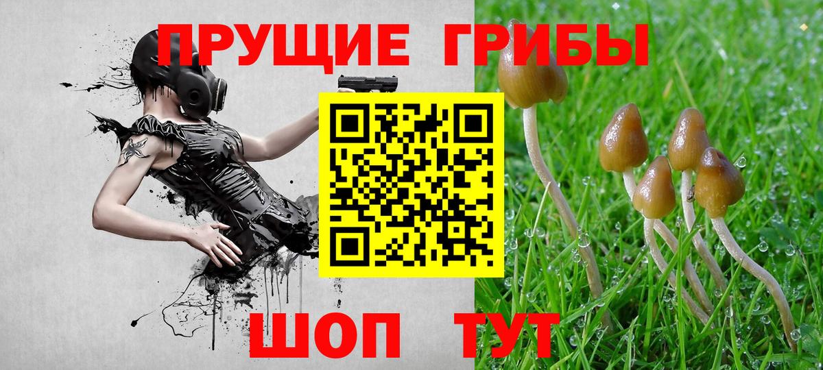 Псилоцибиновые грибы Cubensis Тамбов